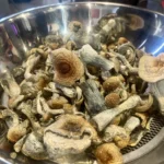 Golden Teacher Magic Mushrooms