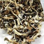 Cambodian Magic Mushrooms