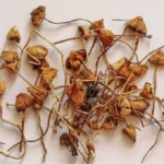 Liberty Caps Magic Mushrooms