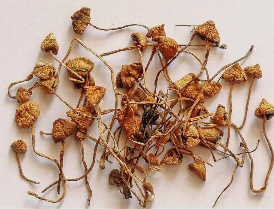 DoubleBlind_Beyond-Psilocybe-Cubensis_-10-Magic-Mushroom-Strains-You-Should-Know-About-10 Liberty Caps Magic Mushrooms - Image 1