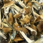 Huautla Cubensis Mushrooms