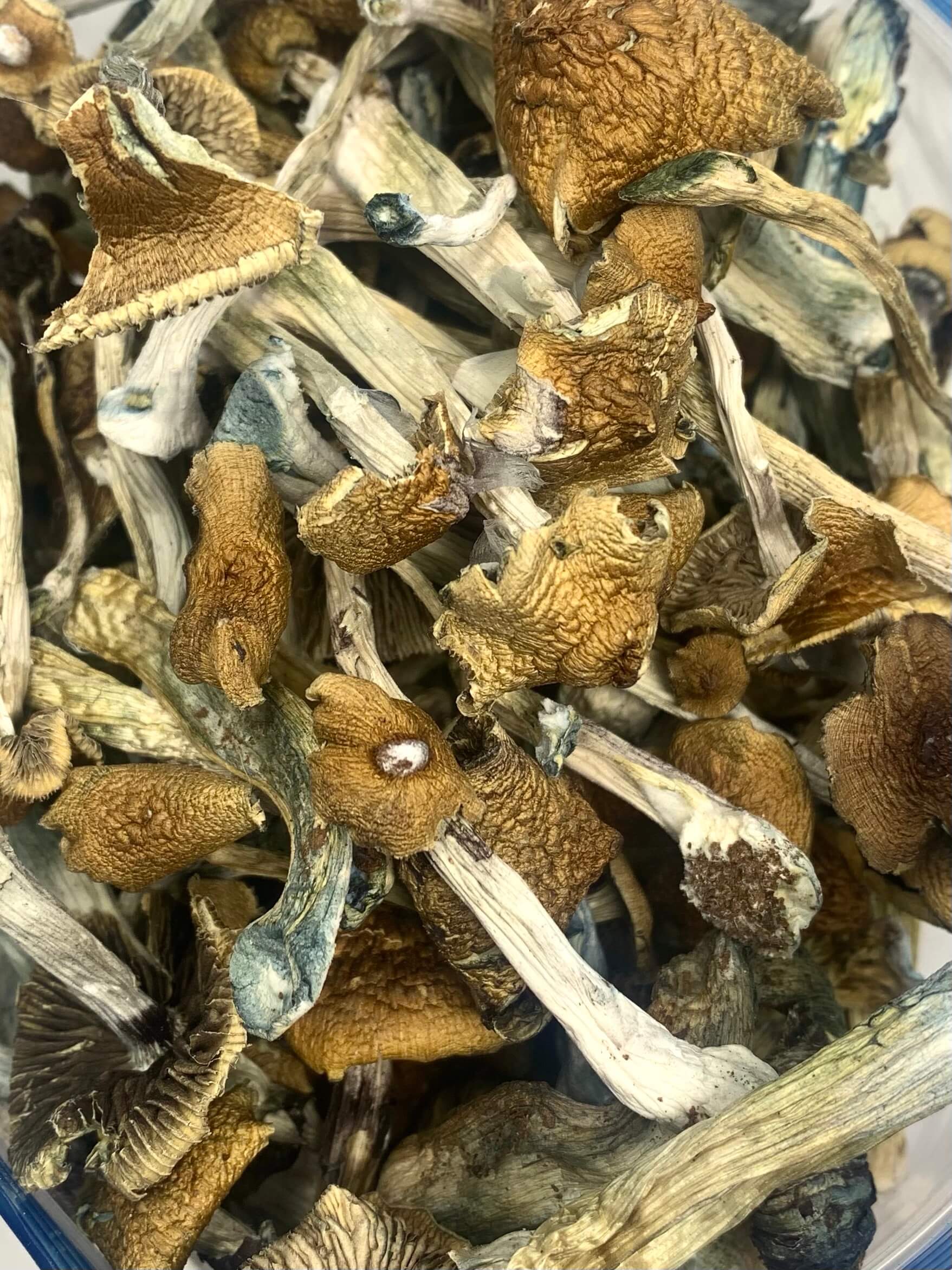 Huautla Huautla Cubensis Mushrooms - Image 1
