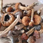 Mexicana Magic Mushrooms