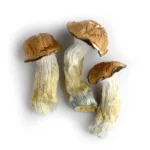 Penis Envy Magic Mushrooms