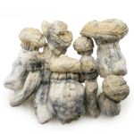 Albino Penis Envy Mushrooms