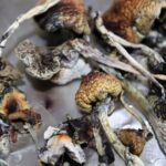 B+ Cubensis magic mushrooms 