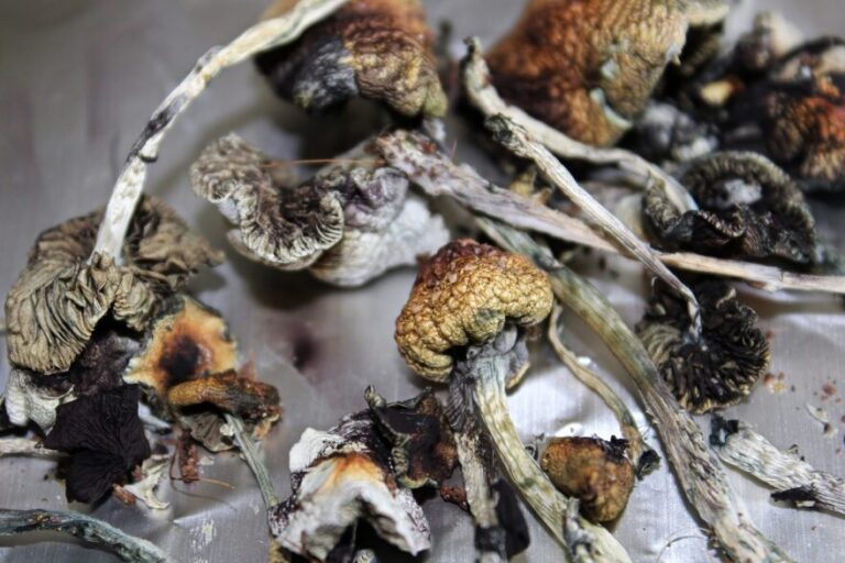 B+ Cubensis magic mushrooms 
