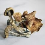 Albino A+ Magic Mushrooms