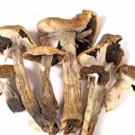 Amazonian Magic Mushrooms