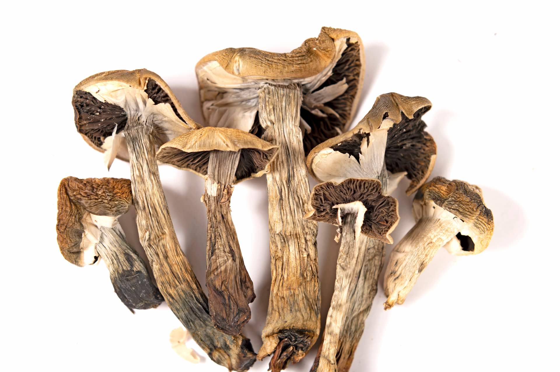 Dried magic mushrooms (psilocybe cubensis) Amazonian Magic Mushrooms - Image 1