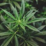Indica